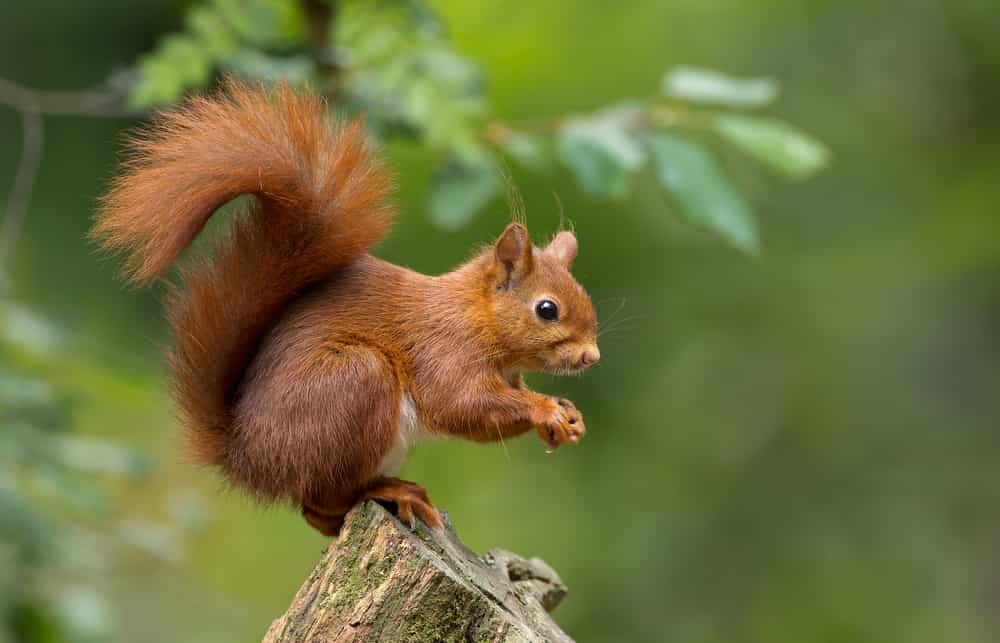 What are the easiest ways to keep squirrels out of attics?