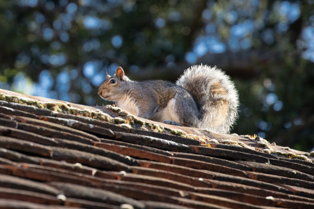 Can Squirrels Enter Your Attic Using Electrical Poles Close to Your Home