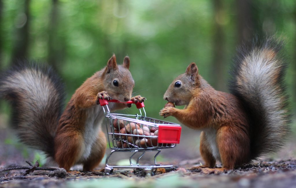 Can Squirrels Chew Through Aluminum Screening