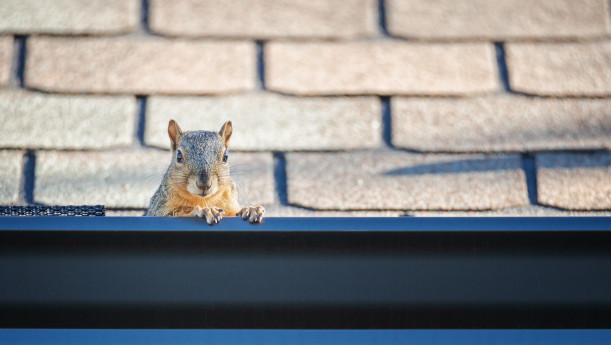 Can a Squirrel Infestation Impact Your Family's Health?