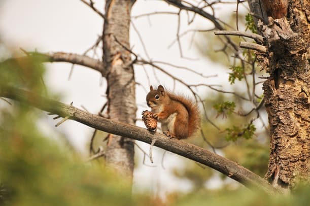 Does Where you live Increase the Chances of Getting Squirrels