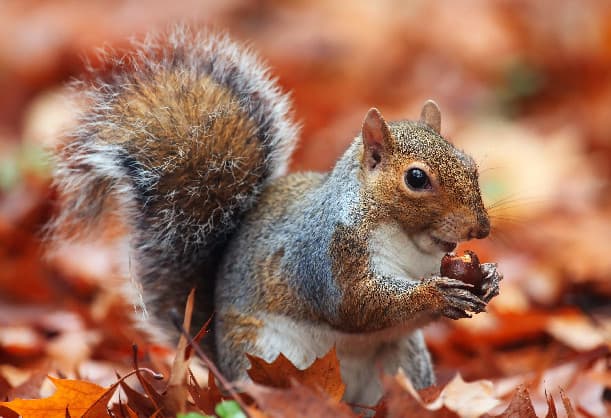 How to Keep Squirrels Away from your Yard in the Fall