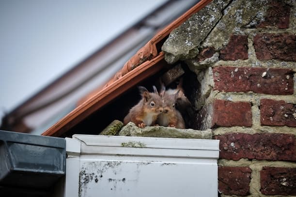 What Kind of Property Damage to Expect from a Squirrel Invasion and How to Inspect Your Property