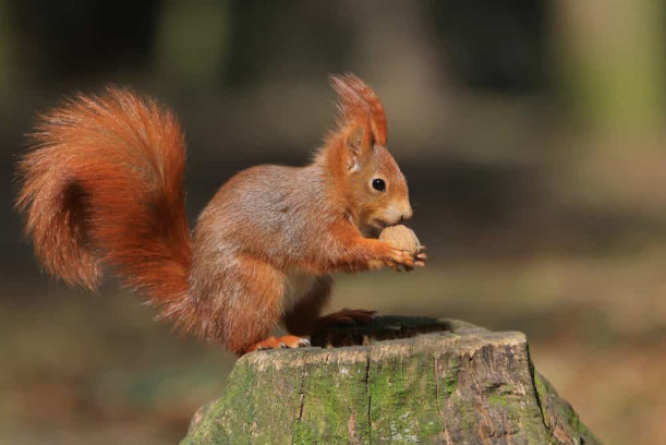 Types of major Roof Damages Caused by Squirrels