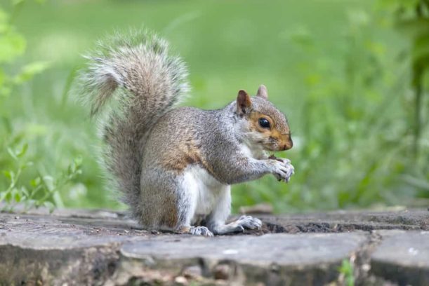 What are the different squirrel species that roam the GTA