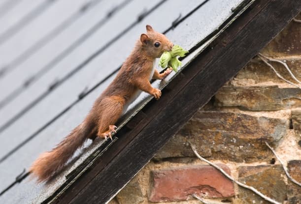 How to Remove Squirrels from a Soffit