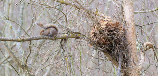 Do Squirrels Nest Together How Many Squirrels are there in a Nest