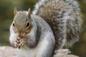 Does Human Urine Repel Squirrels? - Squirrelcontrol.ca