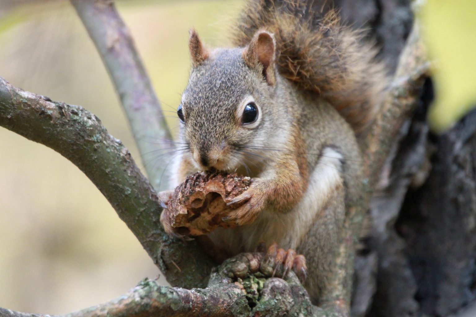 Can Squirrels Chew through PVC? - Squirrelcontrol.ca