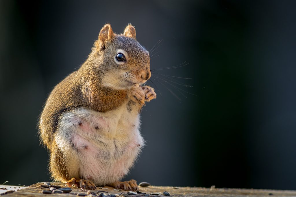 How Long are Squirrels Pregnant