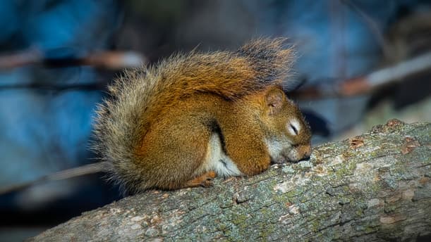Do Squirrels Sleep at Night