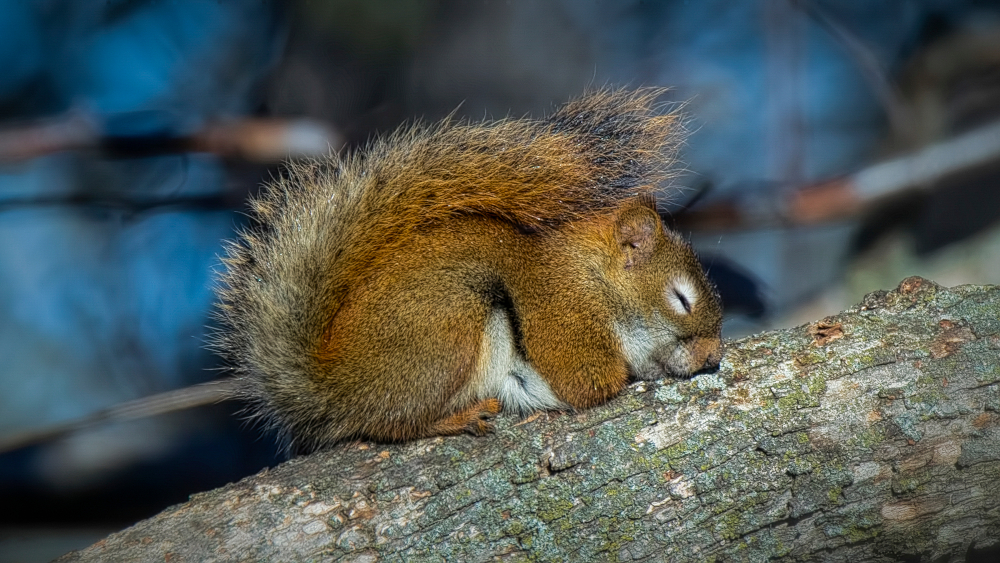 do-squirrels-sleep-at-night-squirrelcontrol-ca