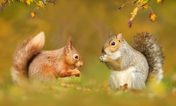 The Difference Between Red and Grey Squirrels