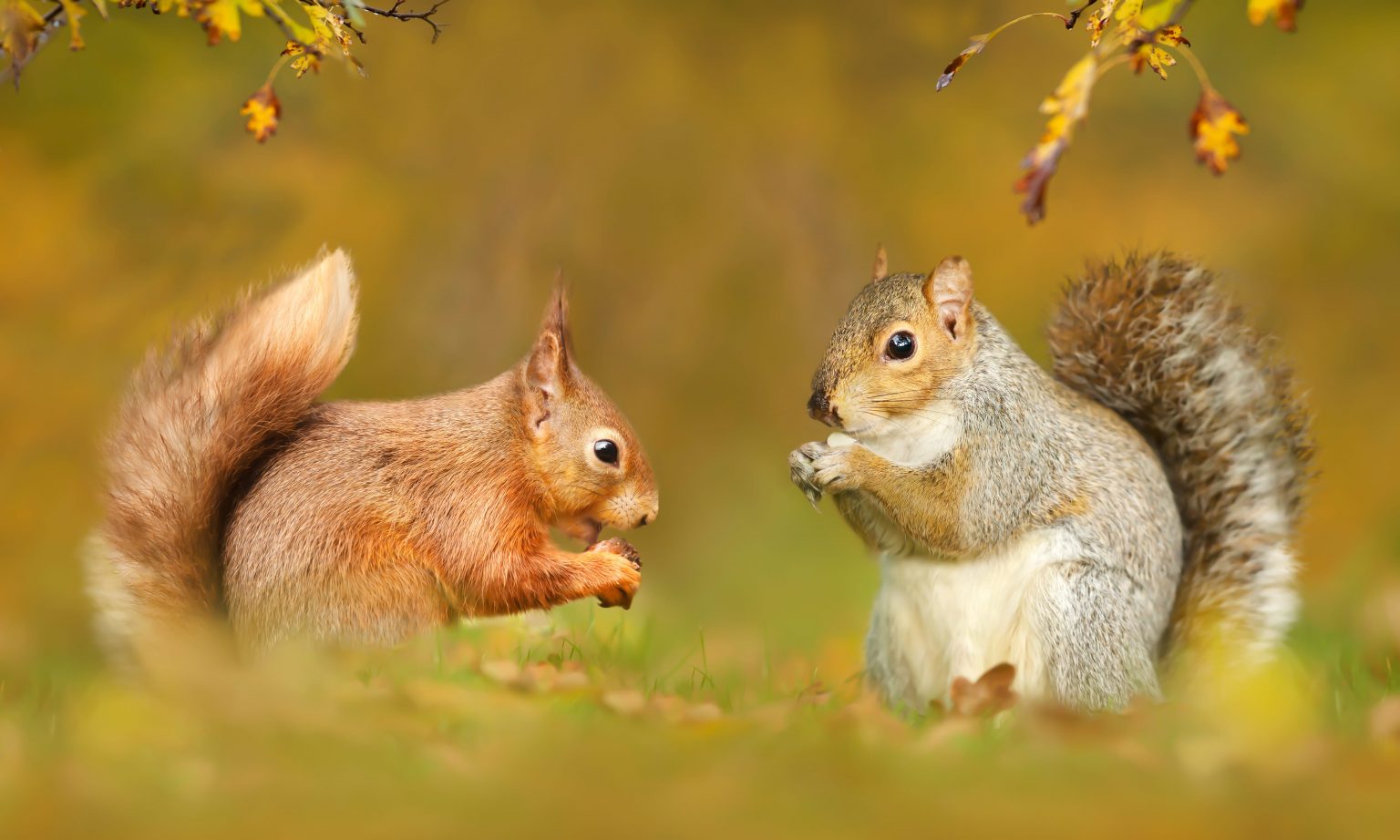 The Difference Between Red and Grey Squirrels - Squirrelcontrol.ca