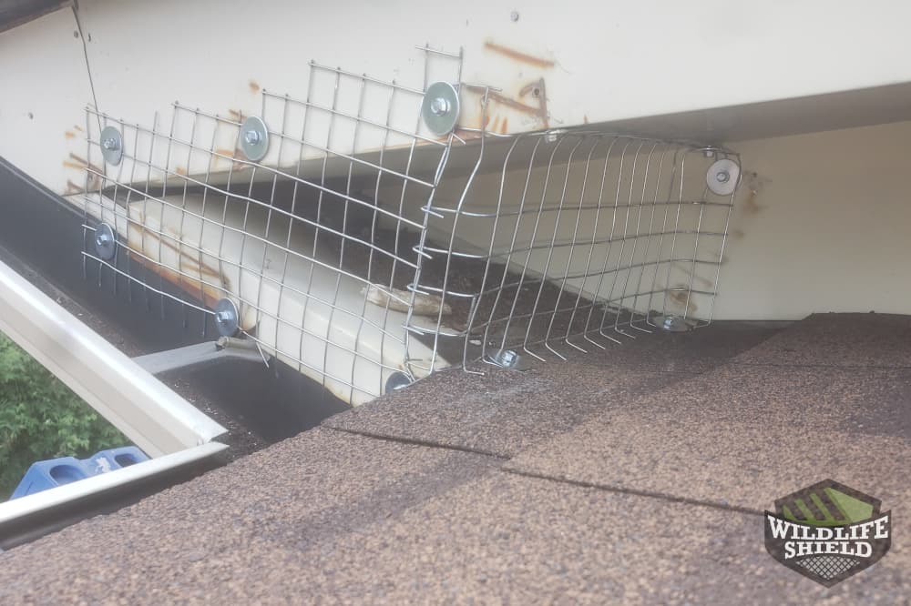 Case Study: Squirrels Damage Roof and Soffits in Vaughan