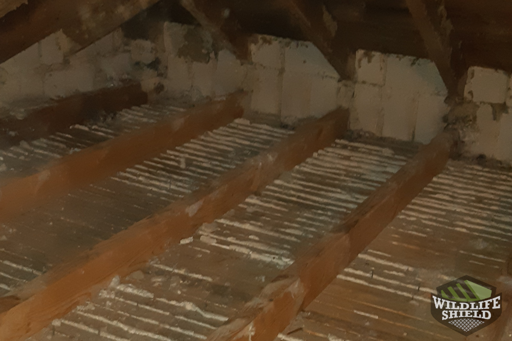 Attic Insulation Removed and Disinfected