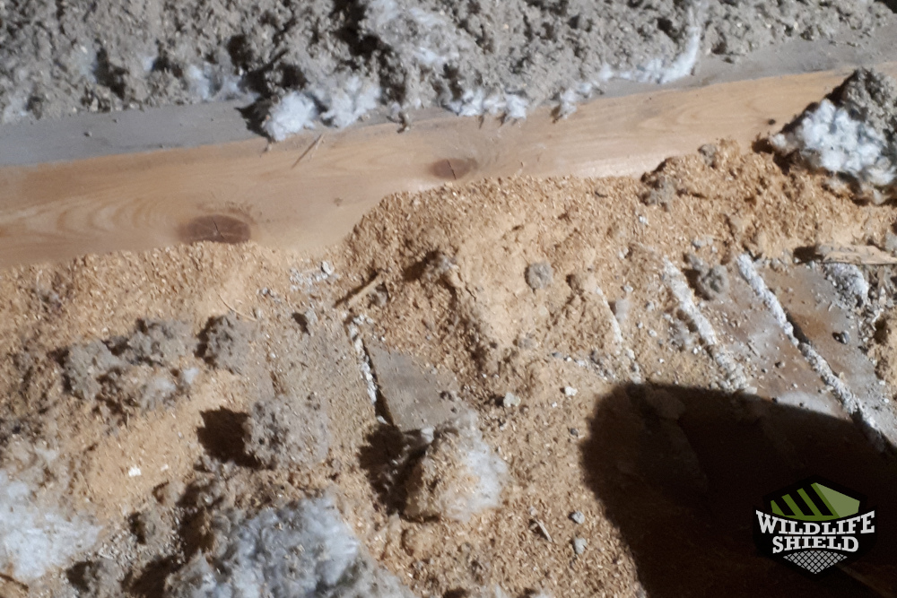 Sawdust in Attic Insulation