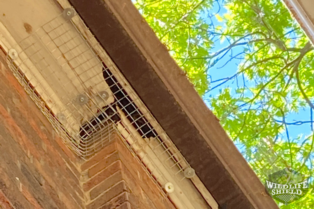 Wildlife-proof Hole in Soffit