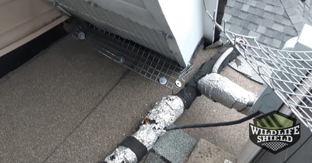 damaged plumbing vents excluded with steel mesh