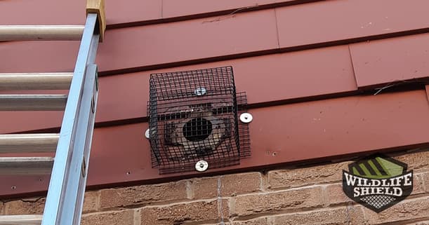 excluded wall vent to prevent wildlife access