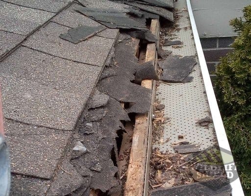 squirrel damage caused for roofs
