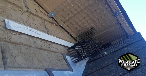 case study a squirrel removal in mississauga