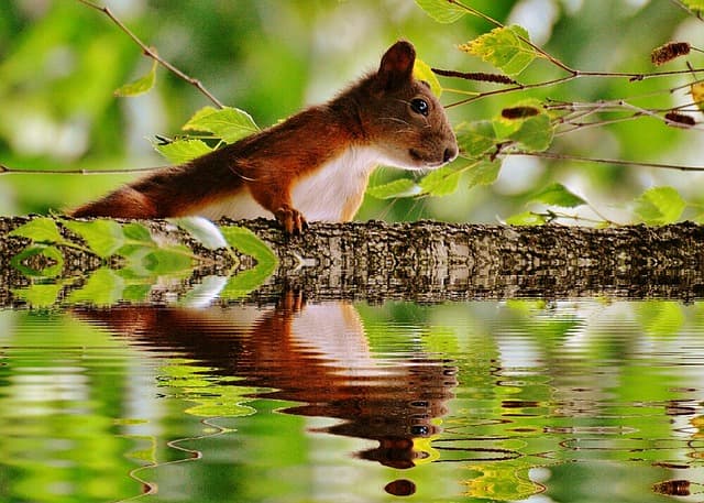 Can Squirrels Swim