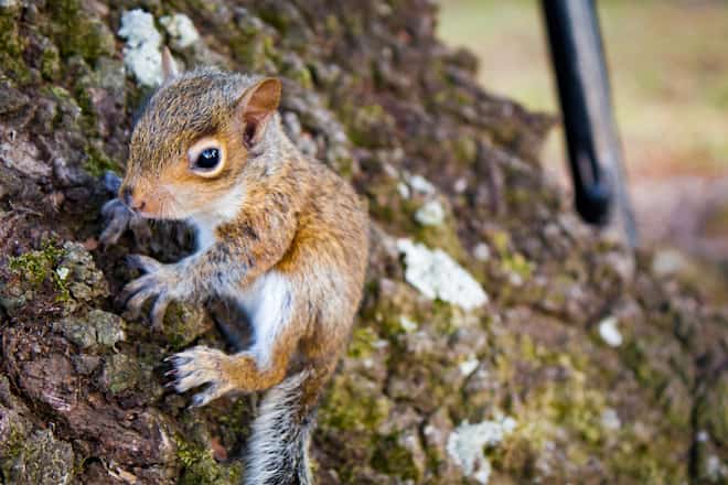 Does Homeowner Insurance Cover Squirrel Damage
