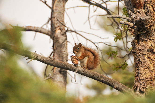 What Size Hole Can Red Squirrel Fit Through