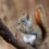Can Squirrels Eat Through Drywall?