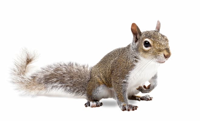 Can Squirrels do Damage to Your House