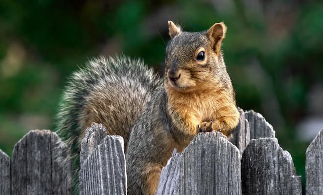Will Spray Foam Insulation Keep Squirrels Out