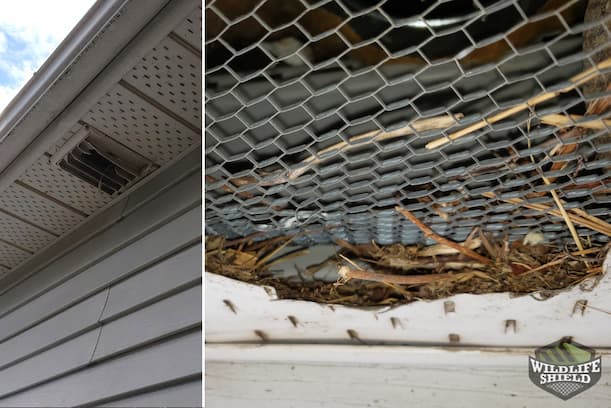 Chewed Soffit Vent and Squirrel Nesting Material