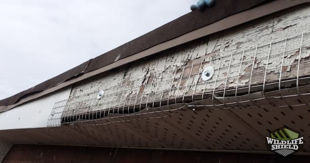 Soffit Exclusion with Mesh