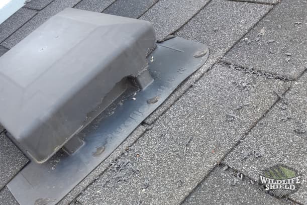 Squirrel Chewed Roof Vent