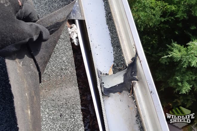 Squirrel Entry Point in Roof Edge