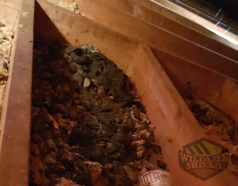 squirrel feces in attic Cambridge