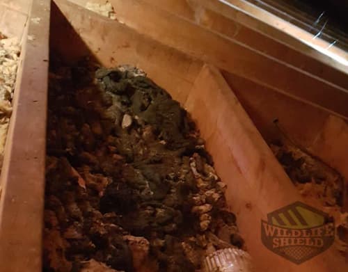 squirrel feces in attic