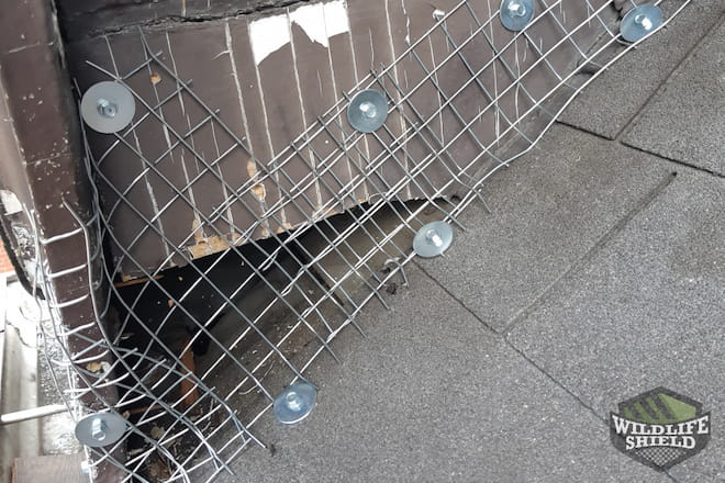 Squirrel Entry Point Sealed Mesh